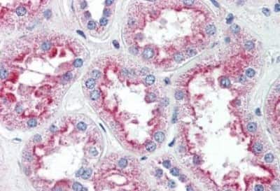 Immunohistochemistry-Paraffin: SLC5A11 Antibody [NBP3-14474]